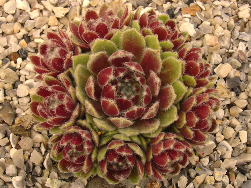 Tarantula