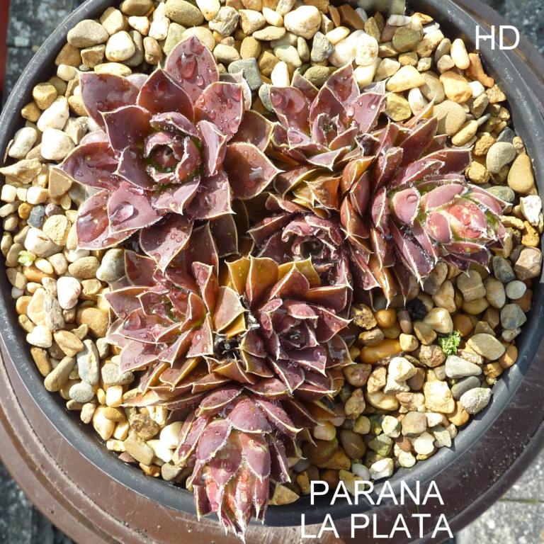 Parana-La Plata / Jovi