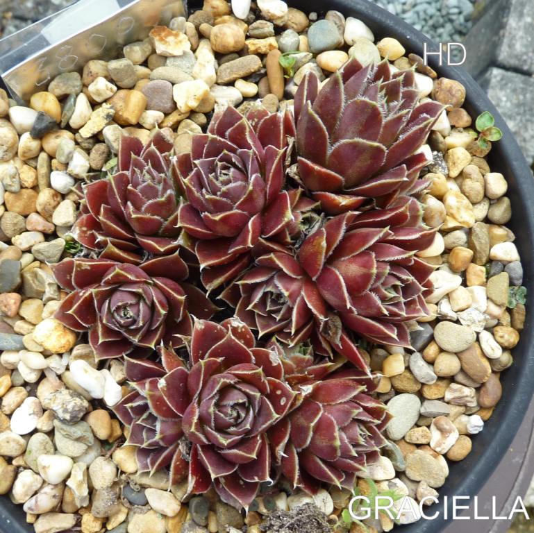 Graciella / Jovi