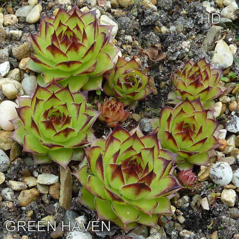 Green Haven