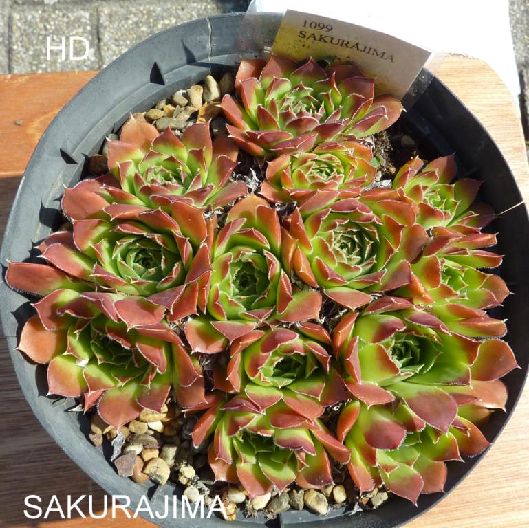Sakurajima / Jovi