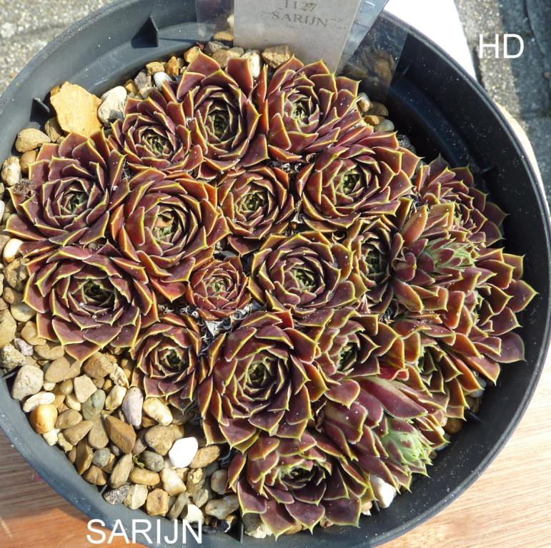 Sarijn / Jovi