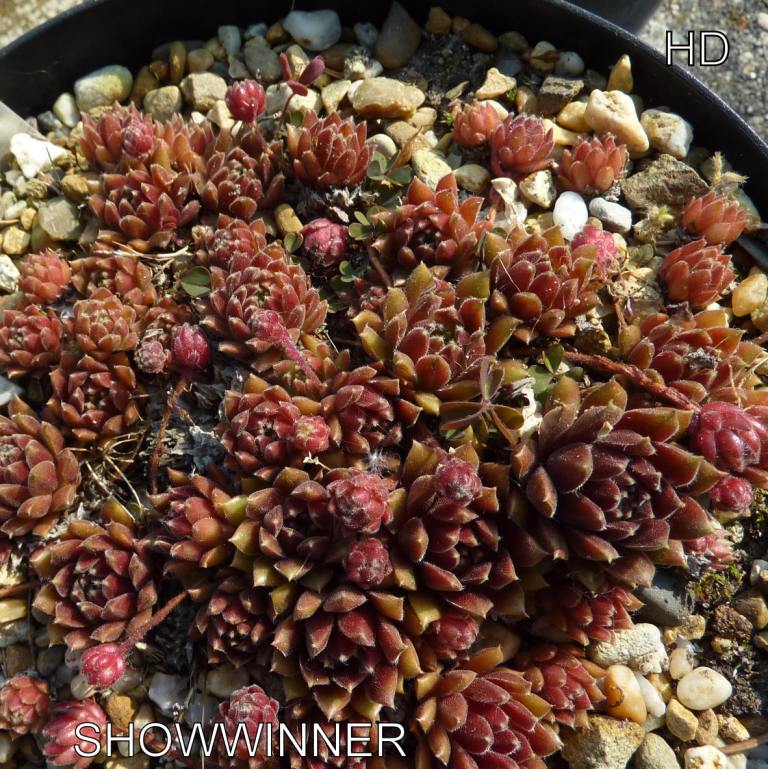 Showwinner