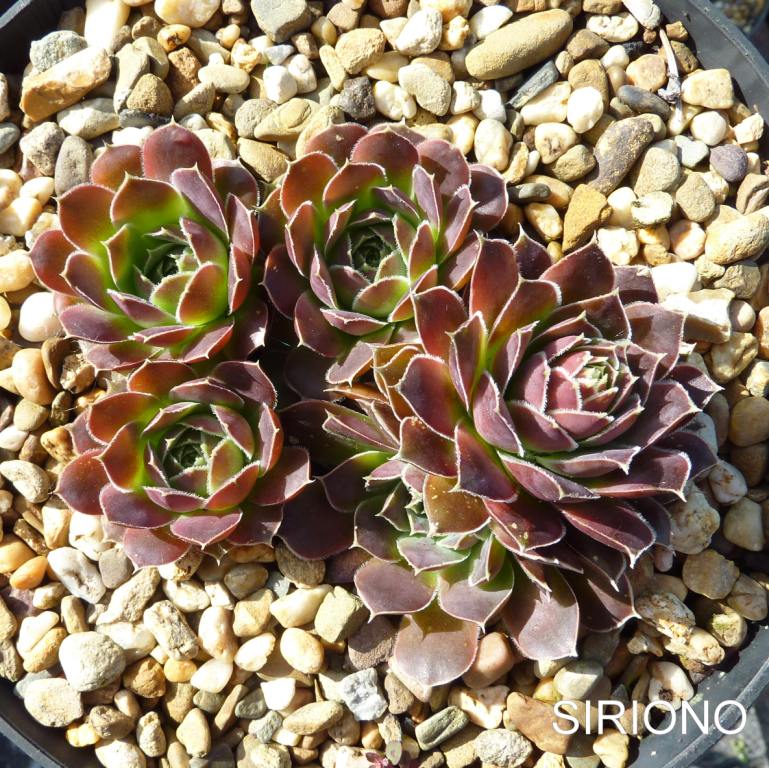 Siriono / Jovi