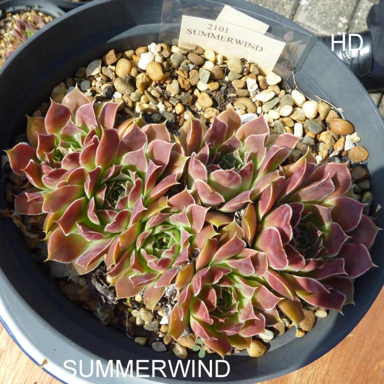 Summerwind / Jovi