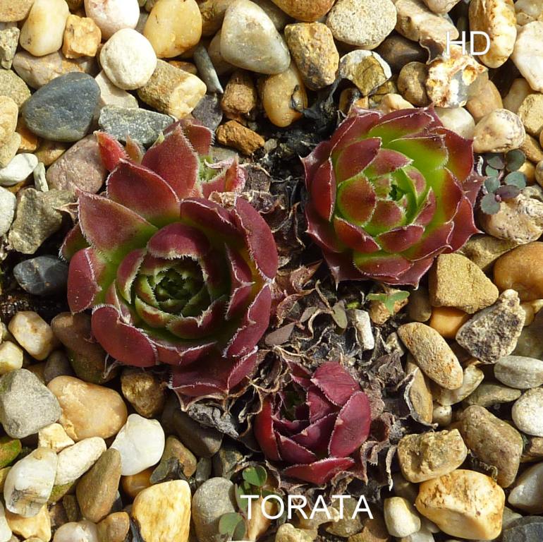 Torata / Jovi
