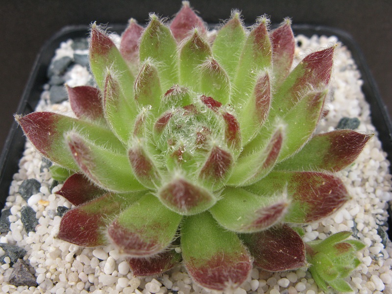 Tarantula