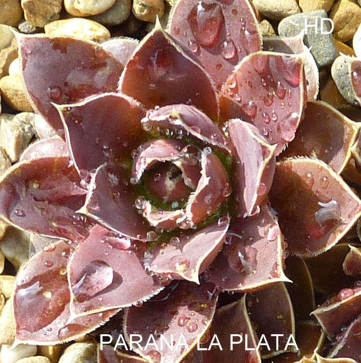 Parana-La Plata / Jovi