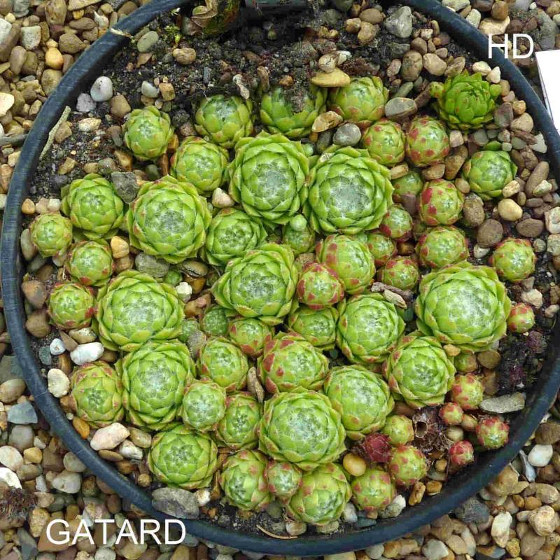 Gatard