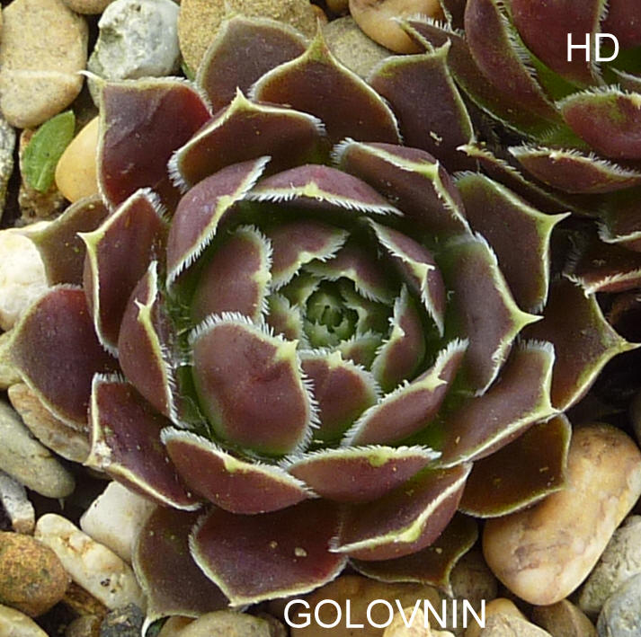 Golovnin / Jovi