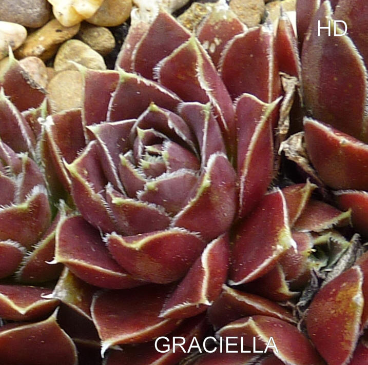 Graciella / Jovi