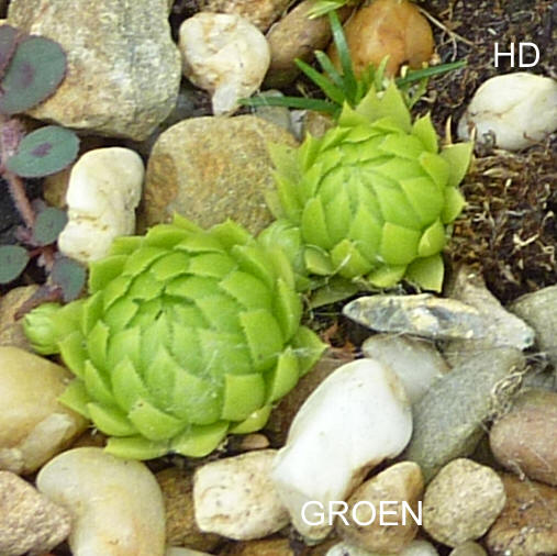 Groen / Jovi