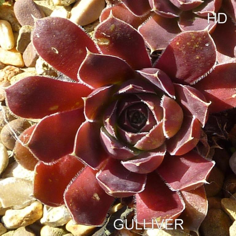 Gulliver / Jovi