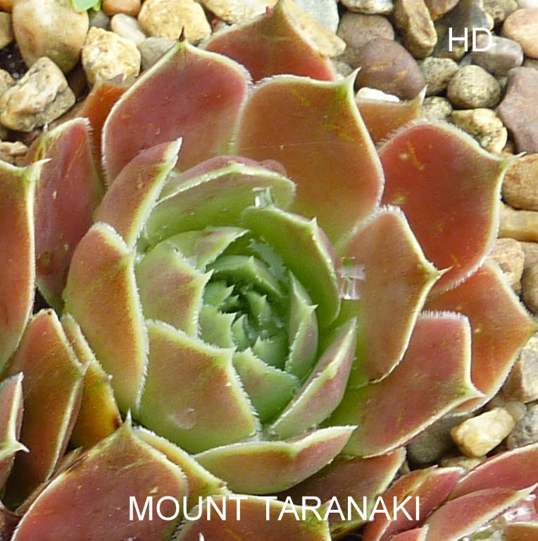Mount Taranaki / Jovi