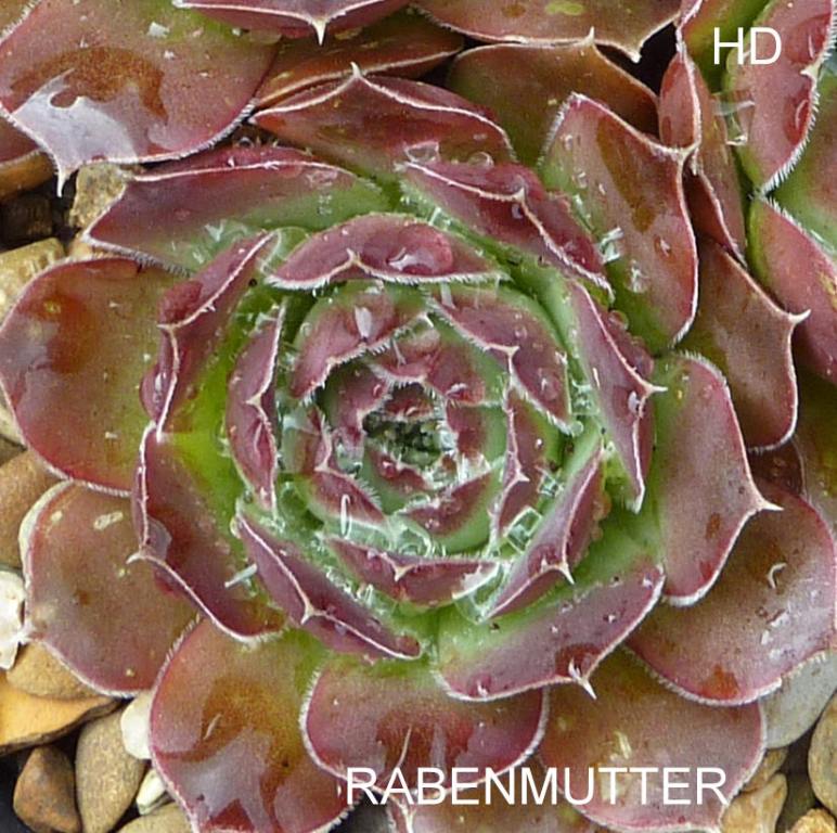 Rabenmutter / Jovi