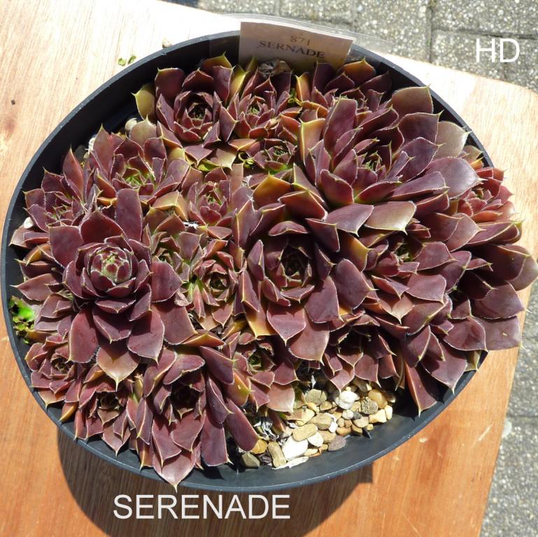 Serenade / Jovi