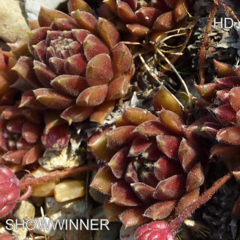 Showwinner
