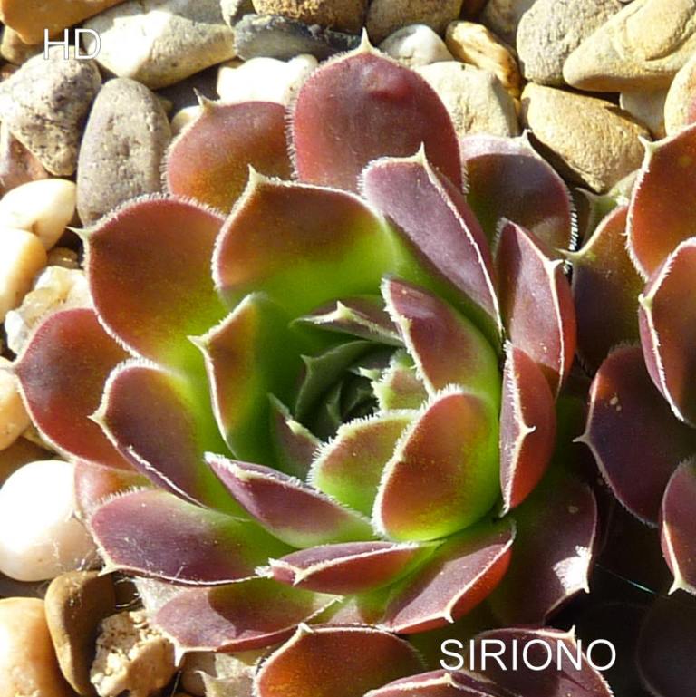Siriono / Jovi