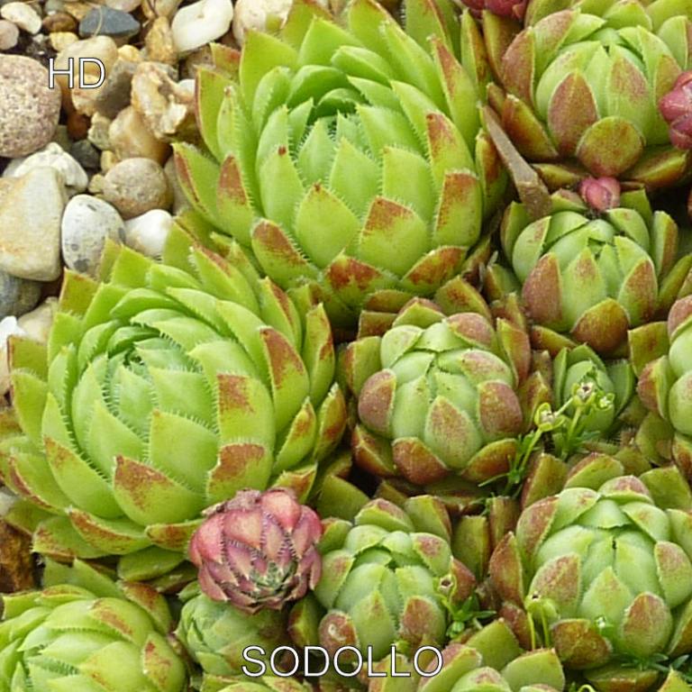 Sodollo / Jovi