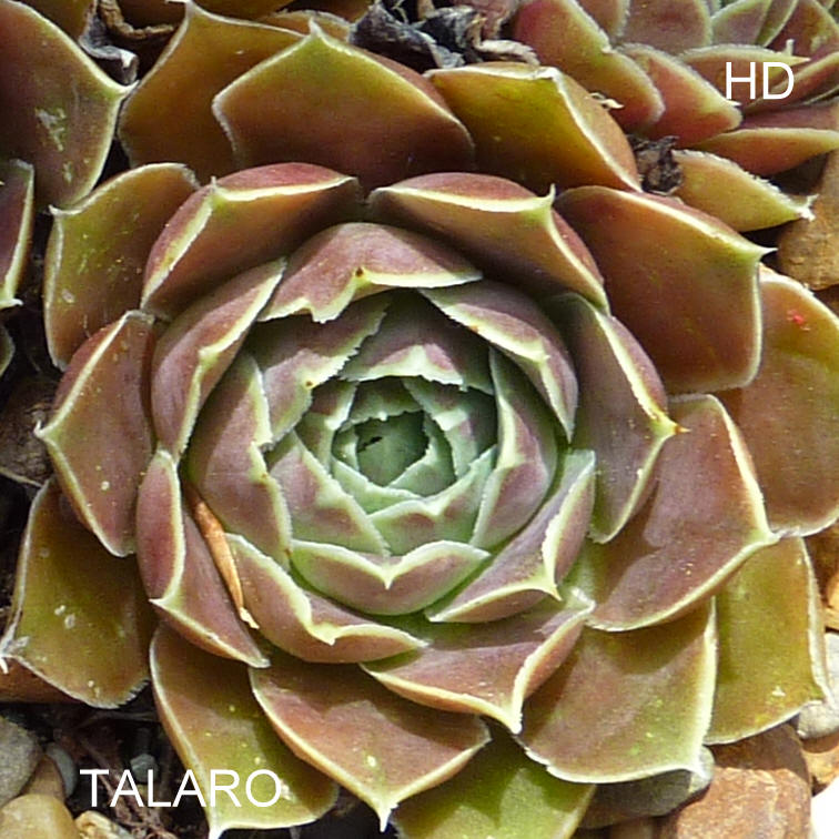 Talaro / Jovi