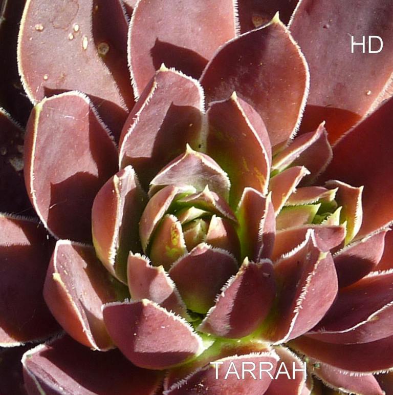 Tarrah / Jovi