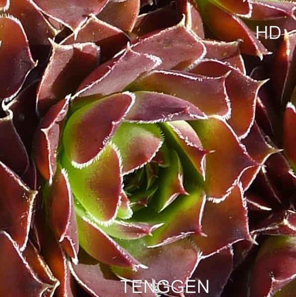 Tenggen / Jovi