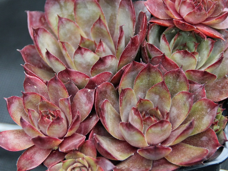 My Barbara