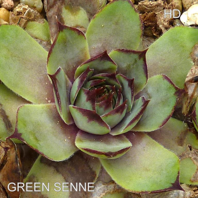 Green Senne
