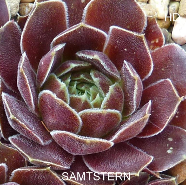 Samtstern / Jovi