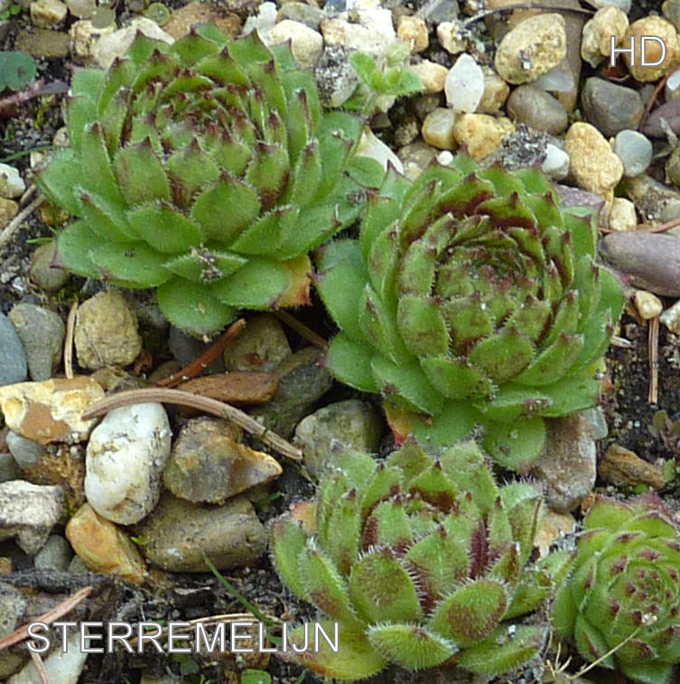 Sterremelijn