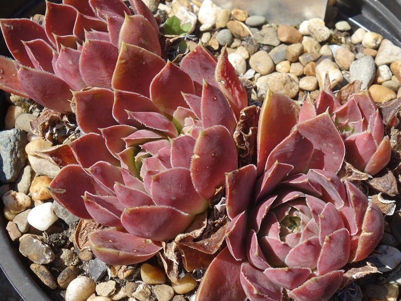 Tarrah / Jovi