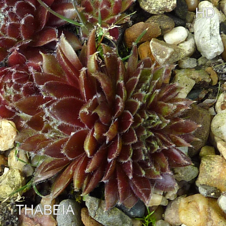 Thabeia