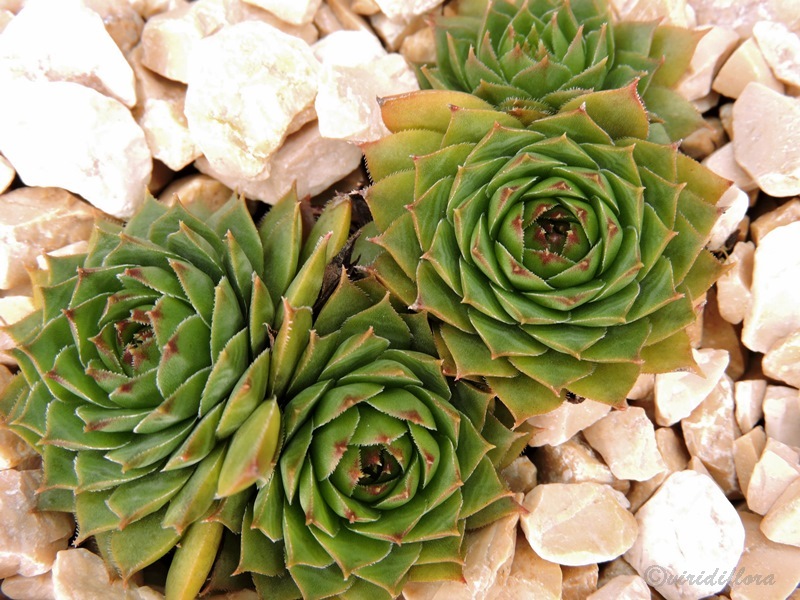 Green Haven
