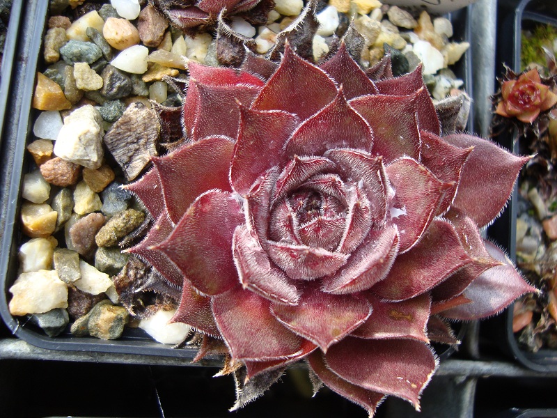 Grey Velvet