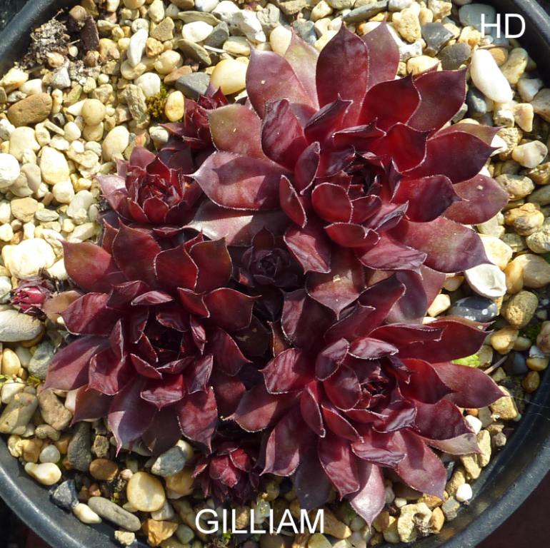 Gilliam