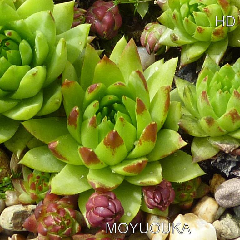 Moyouka / Jovi