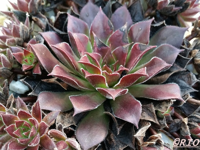 Schmalhans