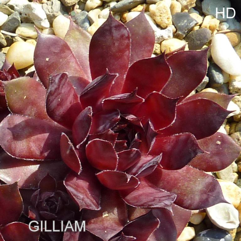 Gilliam