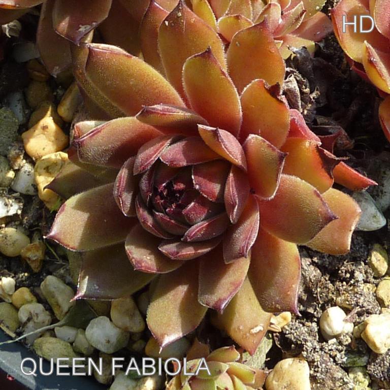 Queen Fabiola