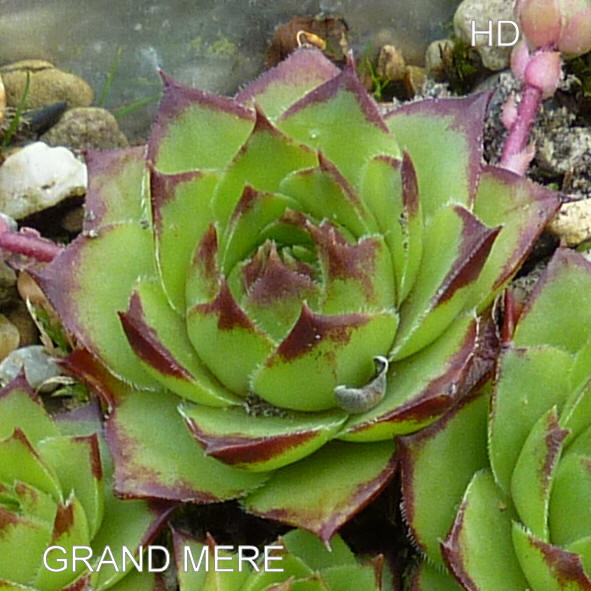 Grand Mere