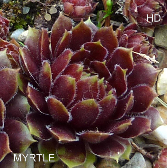 Myrtle