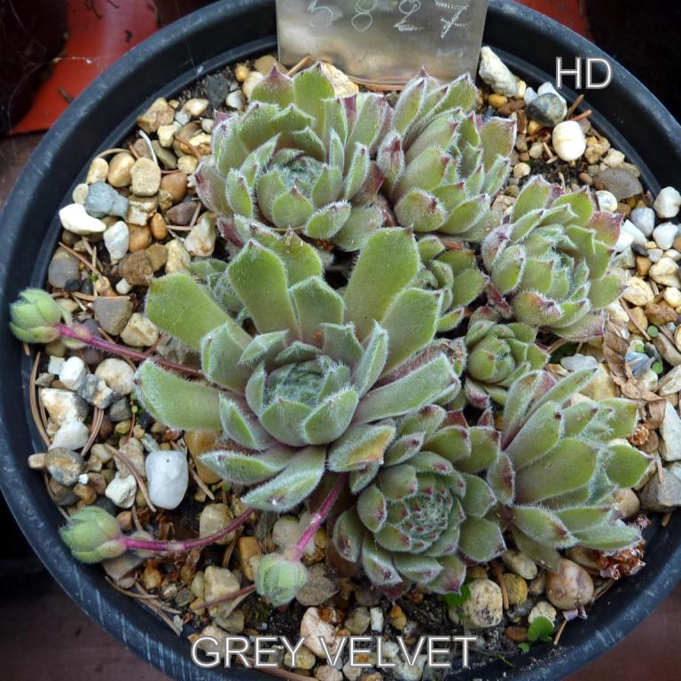 Grey Velvet