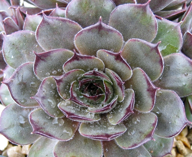 Grey Velvet