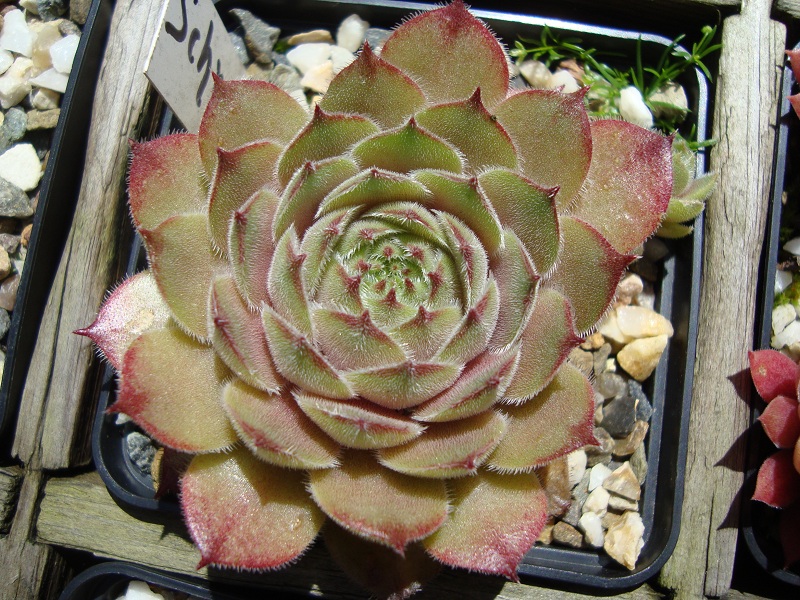 Schnuggel