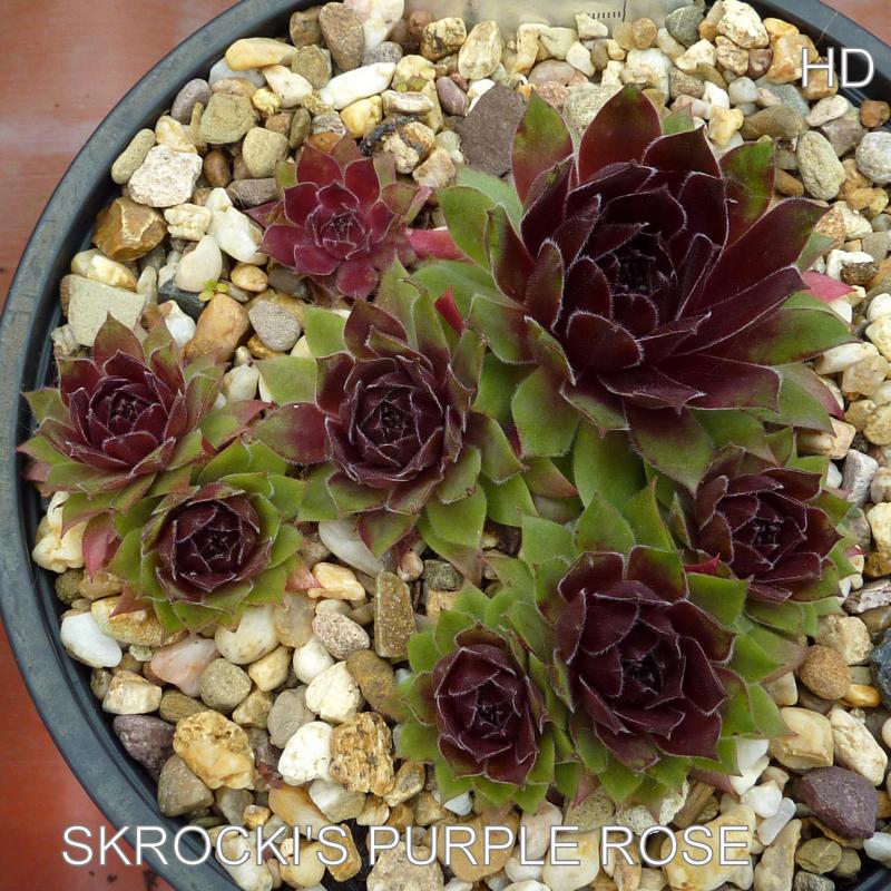 Skrocki's Purple Rose