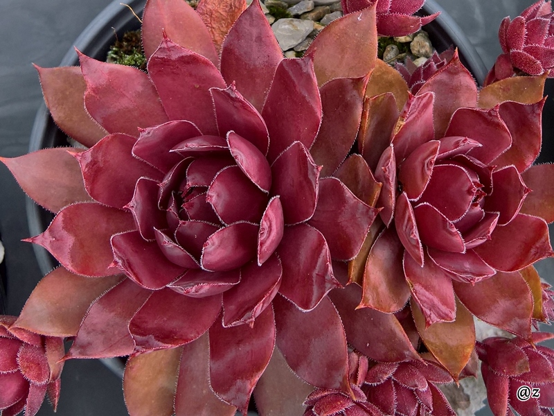 Shocking Pink