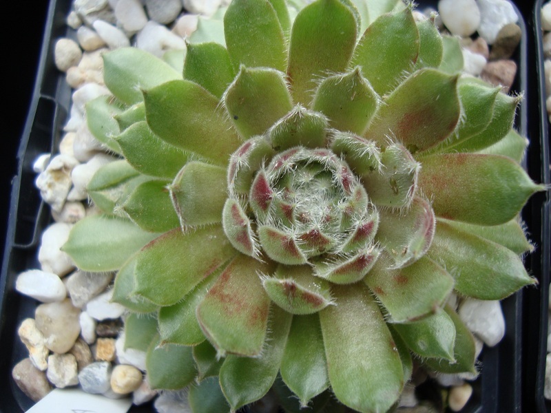 Tarantula
