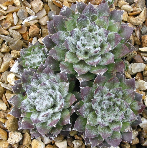 Silver Jubilée