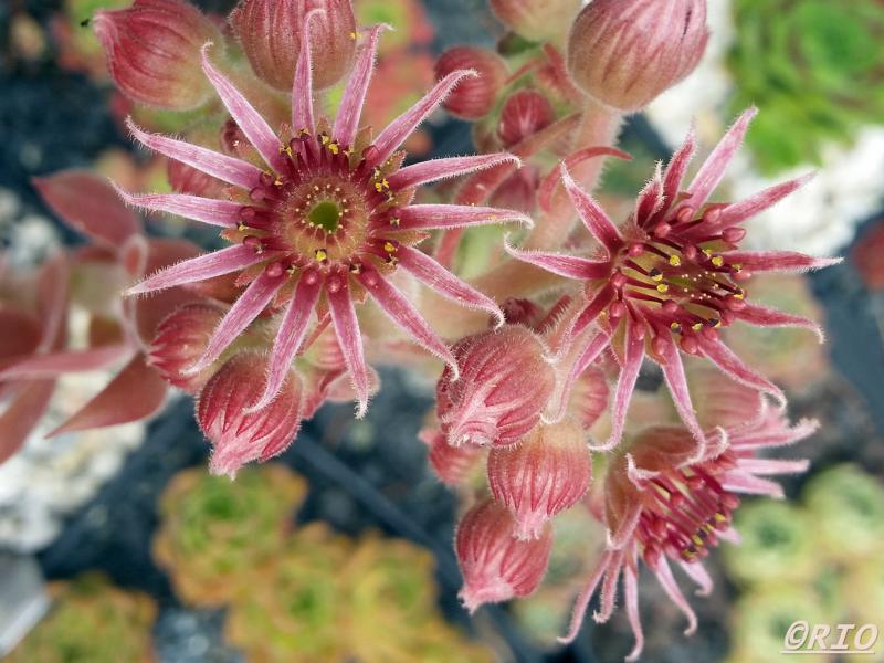 Sven