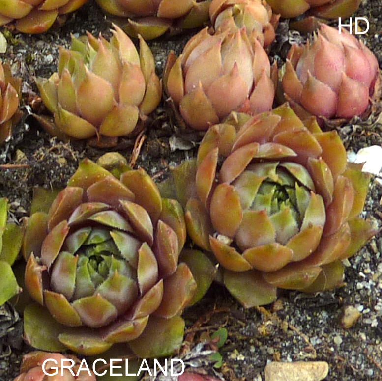 Graceland